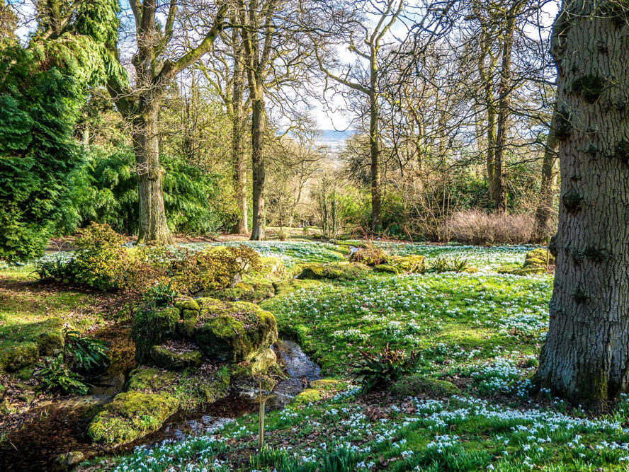 Carpets of snowdrops through the woodland at Batsford Arboretum in late winter, photo courtesy of Batsford Arboretum