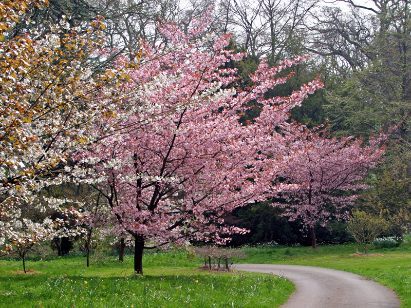 Pink and white Japanese flowering cherry trees in full blossom at Batsford Arboretum, photo courtesy of Batsford Arboretum